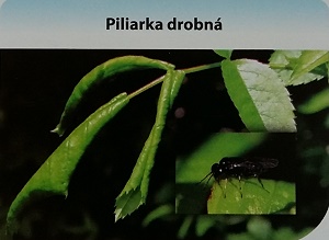 piliarka drovna